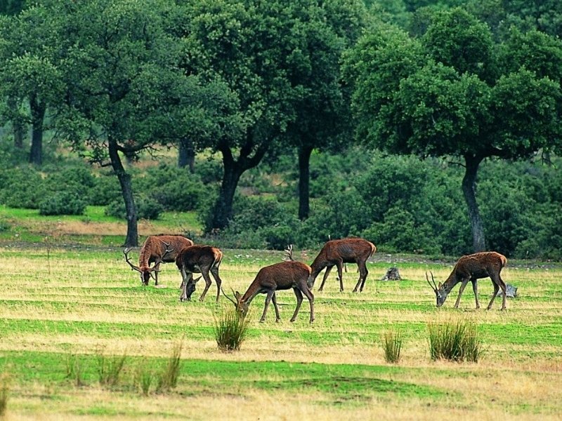 parque-nacional-cabaneros-foto-4